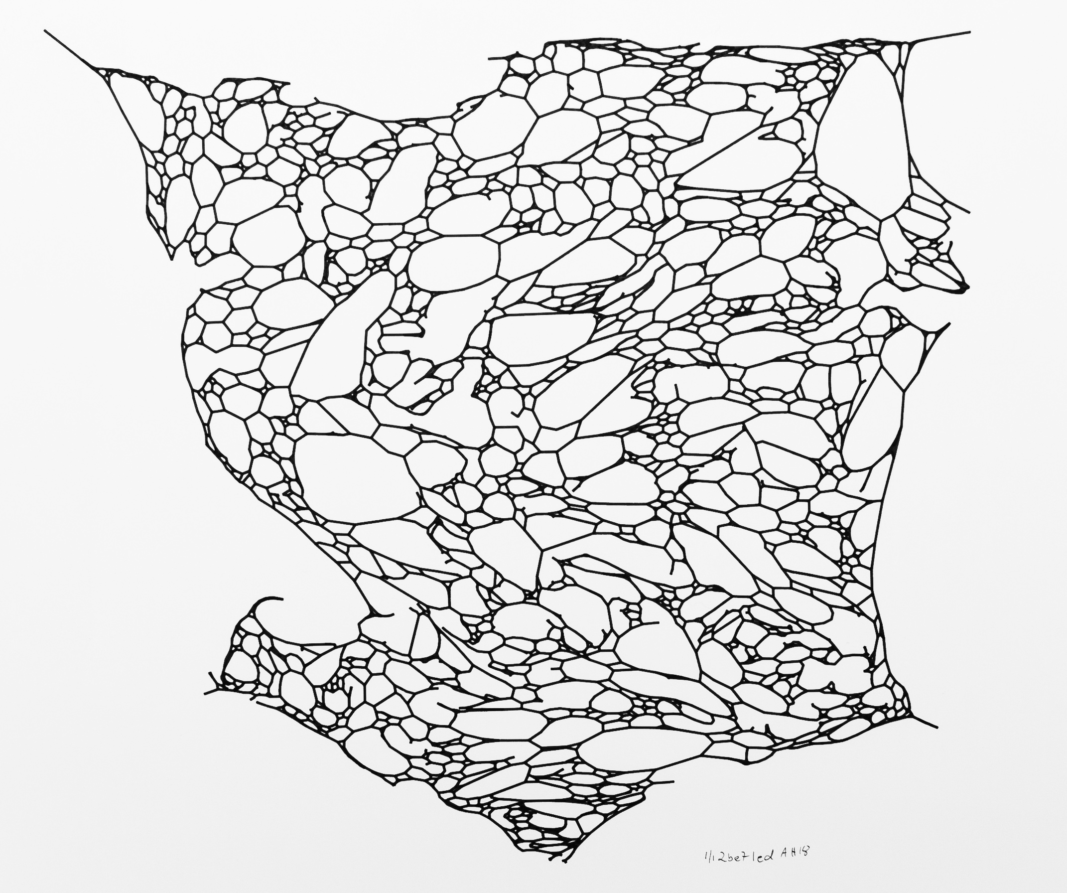 Elastic Web plotter drawing