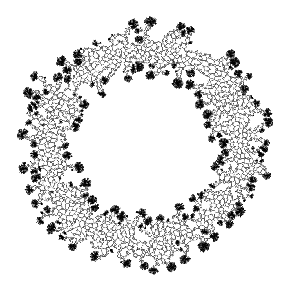 Lattice C
